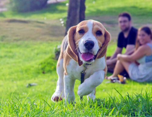 Is My Dog Happy?