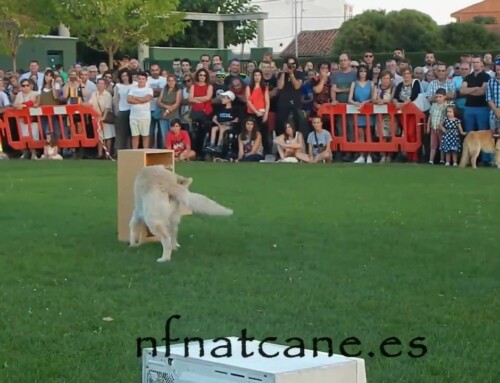 Assistance Dog Training Exercise