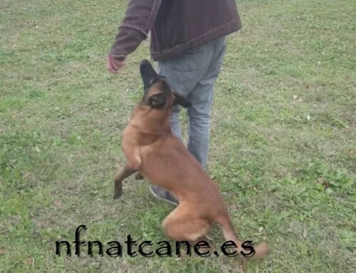 Obedience, Control, Speed, and Precision Exercise