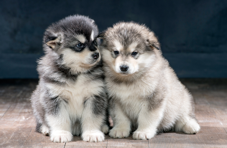 Cachorro de Alaskan Malamute Cachorro de Alaskan Malamute