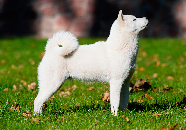 Raza Hokkaido Inu