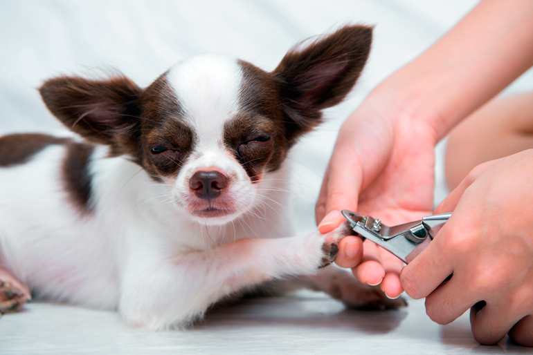 cortando uñas a un perro
