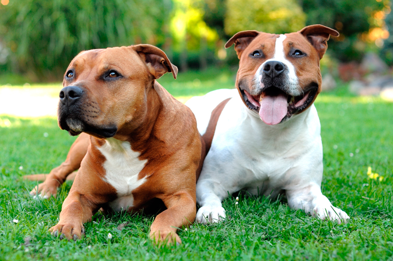 dos American Staffordshire Terrier tumbados