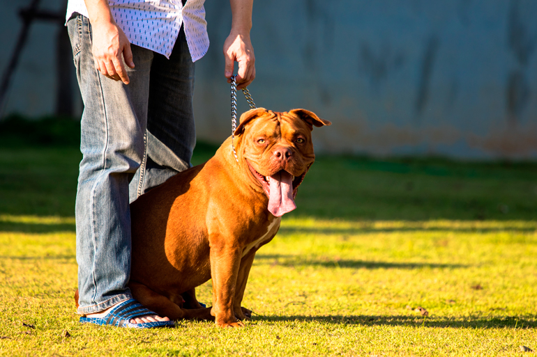 perro guardián