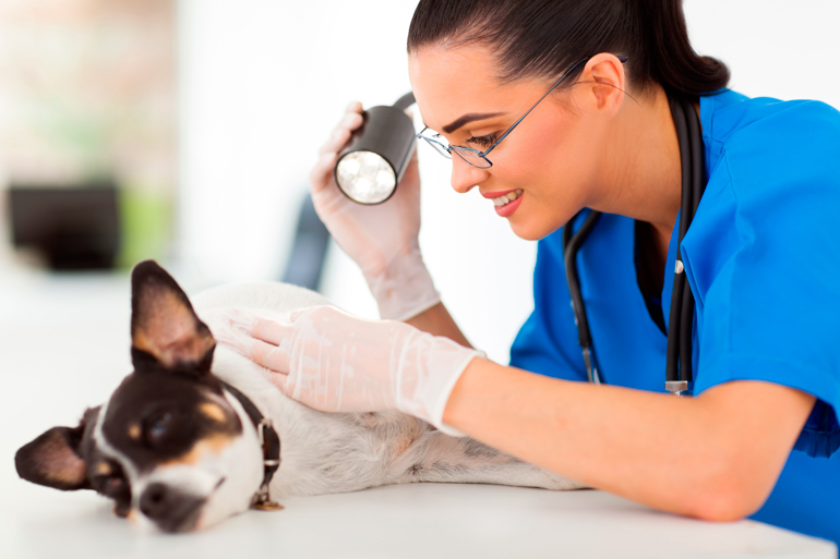 veterinaria examinando piel de perro veterinaria examinando piel de perro