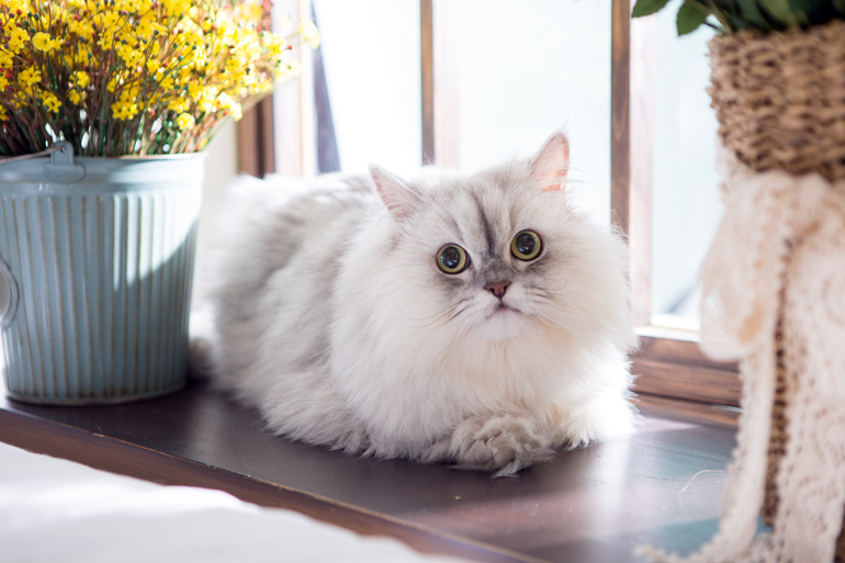 carácter del gato persa hogareño