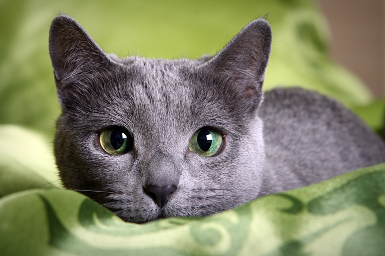 gato azul ruso tumbado