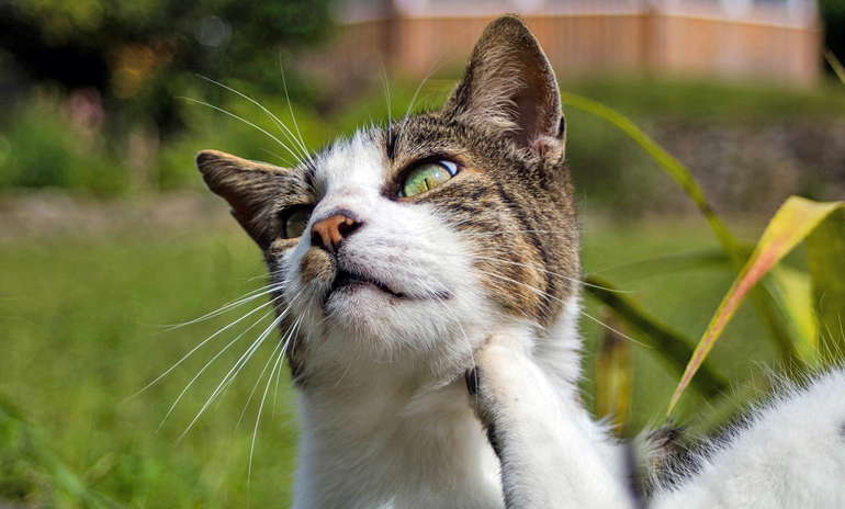 gato con pulgas