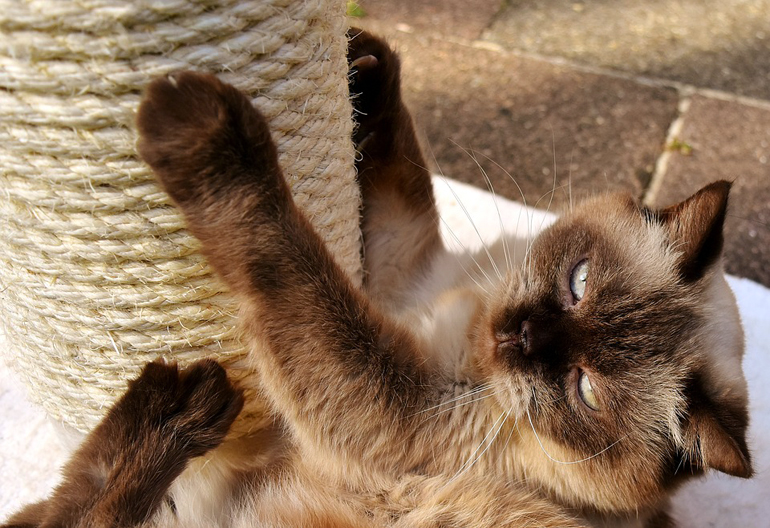 gato usando un rascador vertical