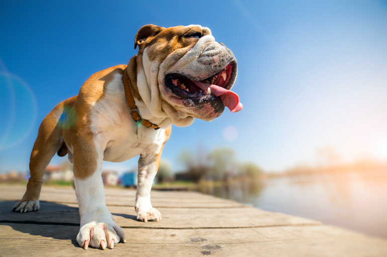 perro pasando mucho calor bajo el sol
