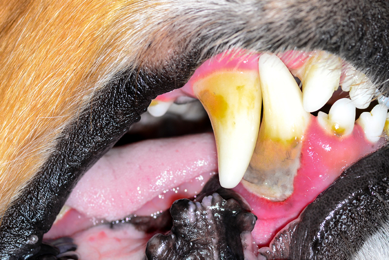 primeros síntomas de la formación de sarro en la boca de un perro