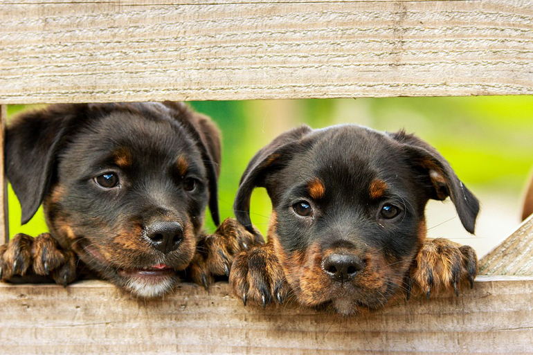 cachorros de rotweiler esperando nombre cachorros de rotweiler esperando nombre