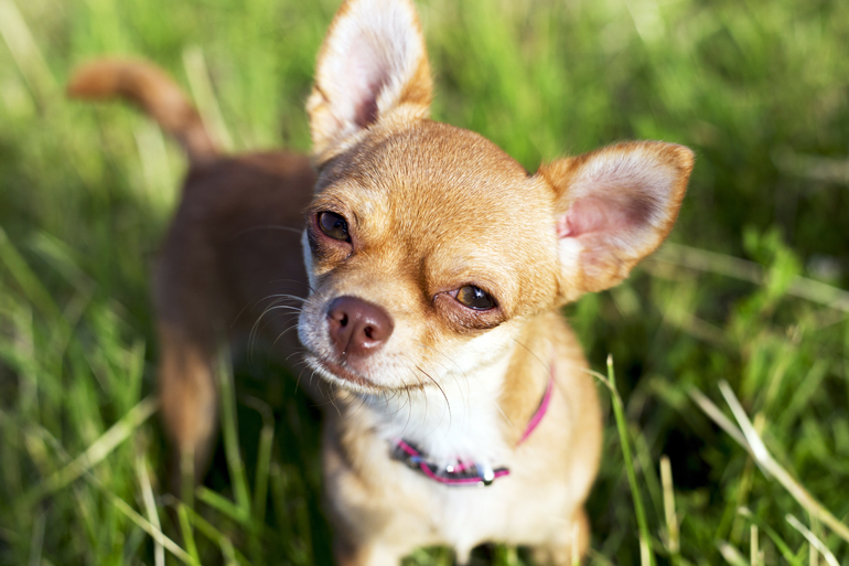 perro chihuahua en el campo