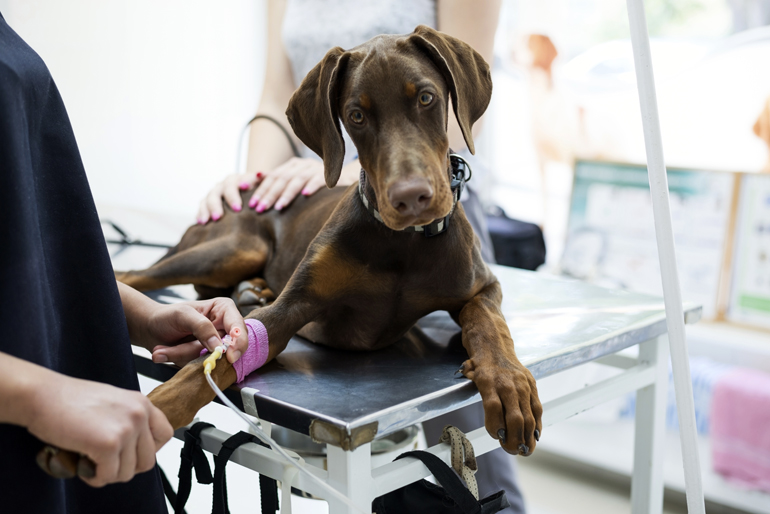 perro con fluidoterapia perro con fluidoterapia