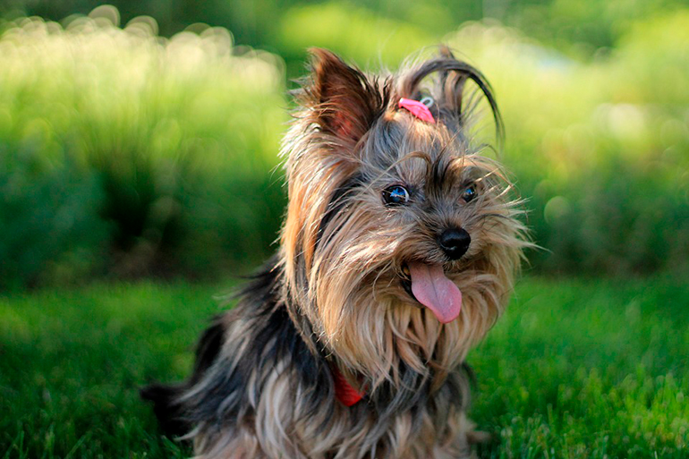 yorkshire perrita yorkshire perrita