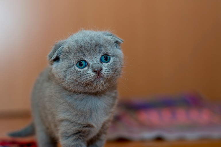 gatito despues de hacer diarrea