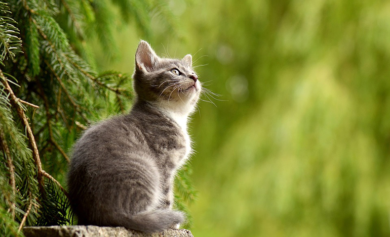 gato subido a un arbol