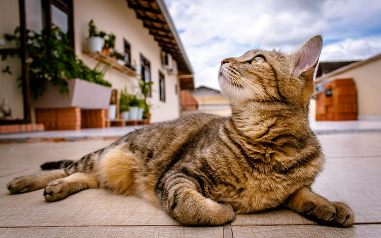 gato tumbado en la calle