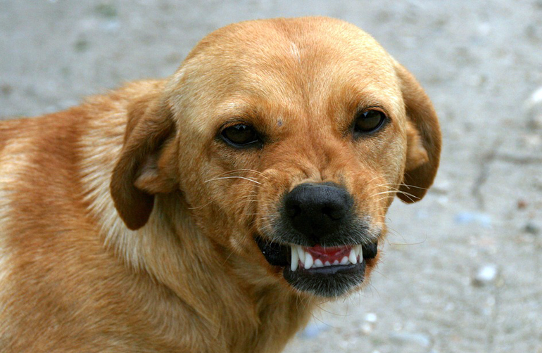 perro con sintomas de la rabia