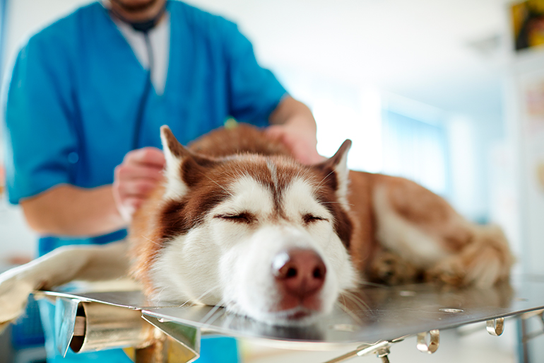 perro con tos de las perreras en consulta veterinaria perro con tos de las perreras en consulta veterinaria