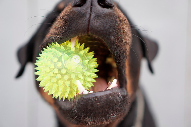 perro con un juguete que limpia los dientes