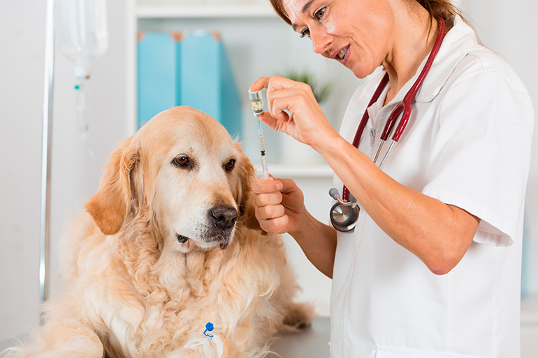 perro enfermeo en el veterinario