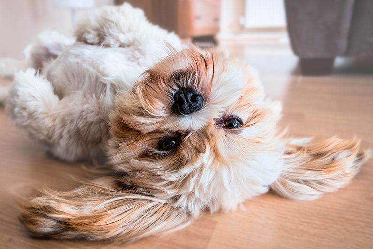perro tras un ataque epileptico perro tras un ataque epileptico