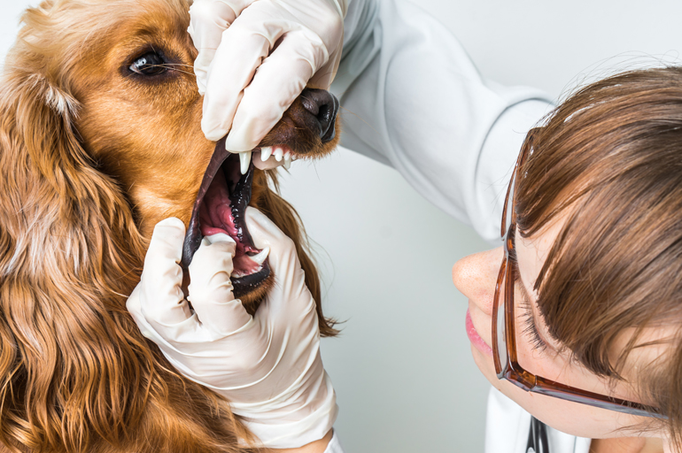 revisión de la boca de un perro por papiloma