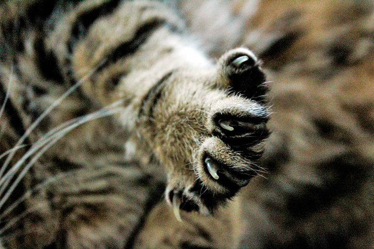 uñas de gato uñas de gato