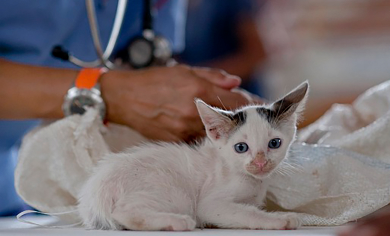 vacunación de gatos