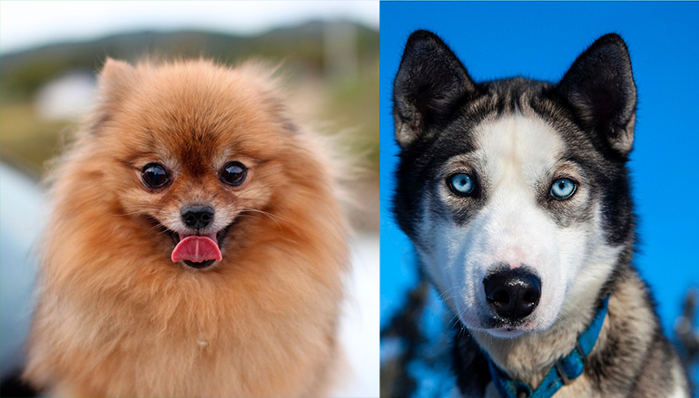 Perro pomsky