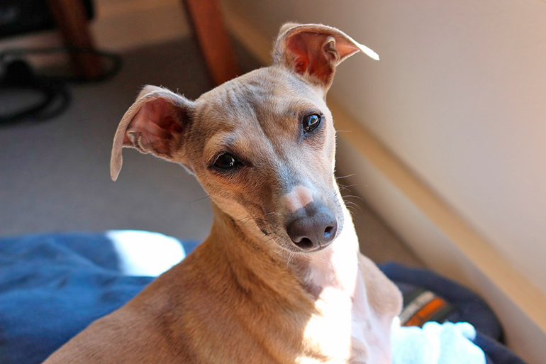galgo italiano