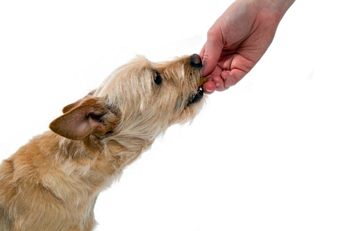 give prize to dog