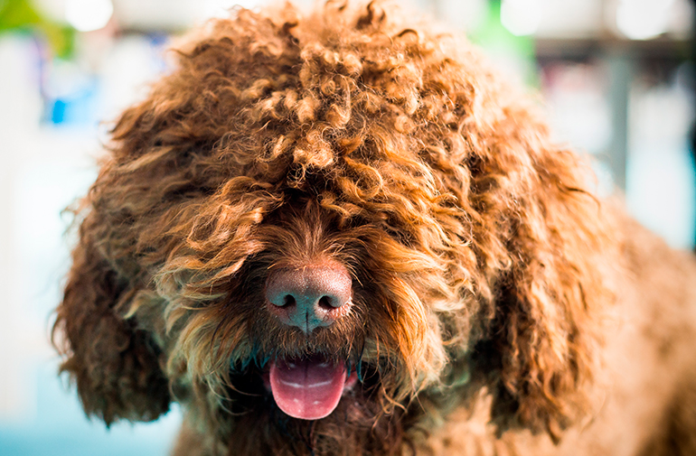 morro de un perro barbet