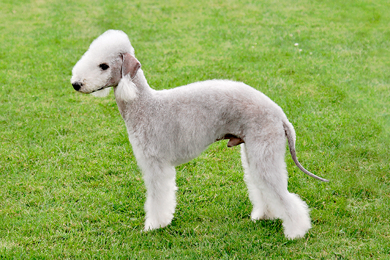 aspecto físico del Bedlington terrier