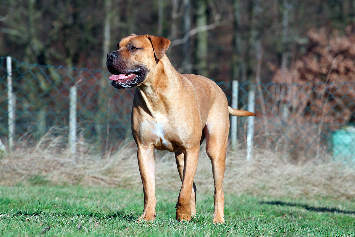 Boerboel paseando en un parque para perros