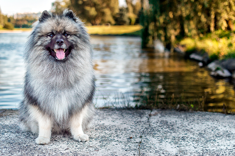 Keeshond sentado sobre una piedra