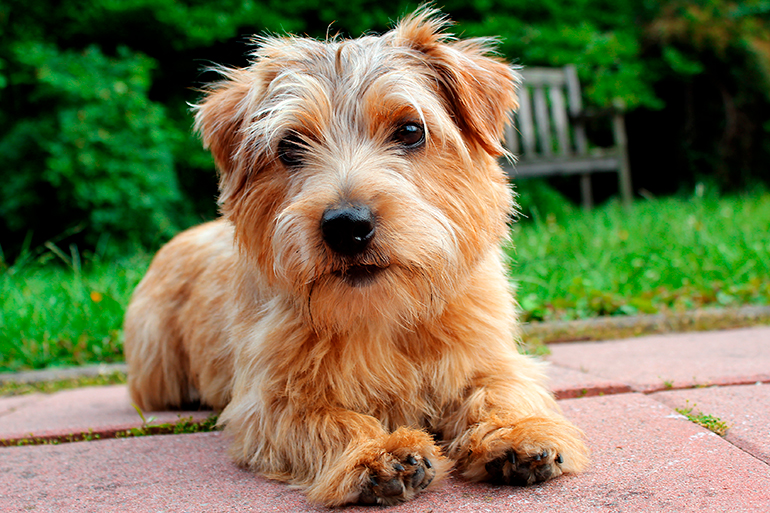 Norfolk Terrier tumbado en el jardín
