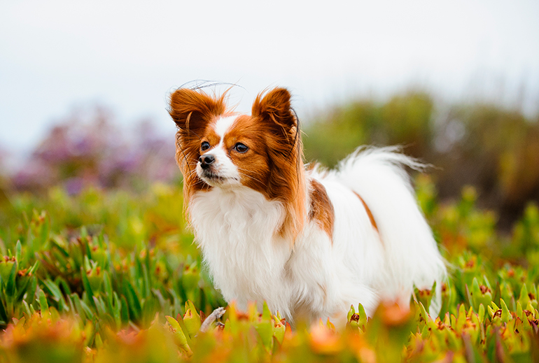 papillon en el jardín papillon en el jardín