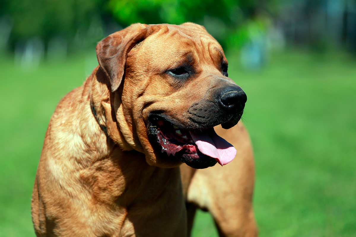 perro de raza tosa inu perro de raza tosa inu