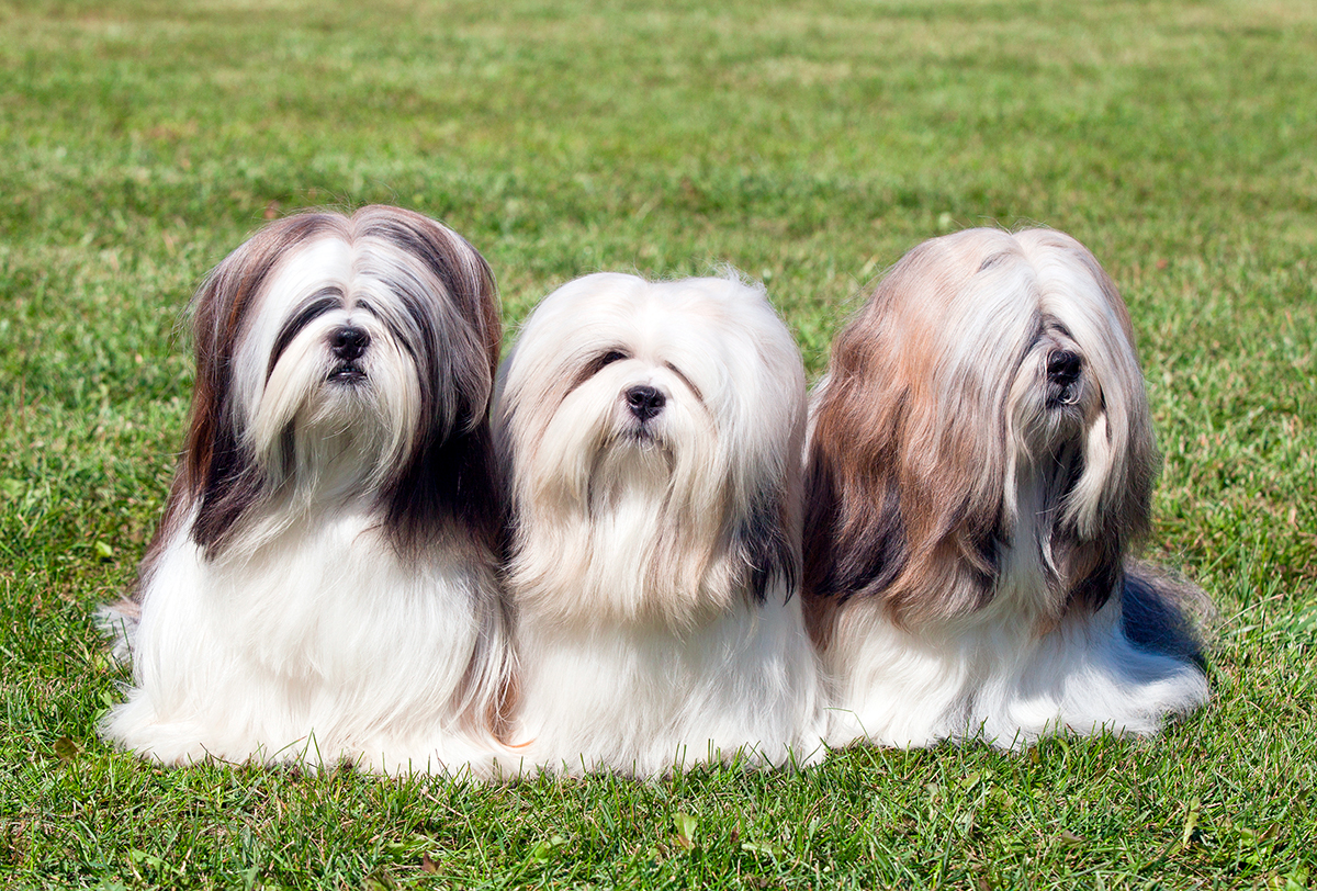 tres perros Lhasa apso posando sobre el cesped tres perros Lhasa apso posando sobre el cesped