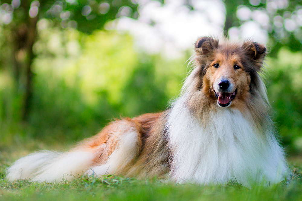 Collie de pero largo tumbado sobre cesped