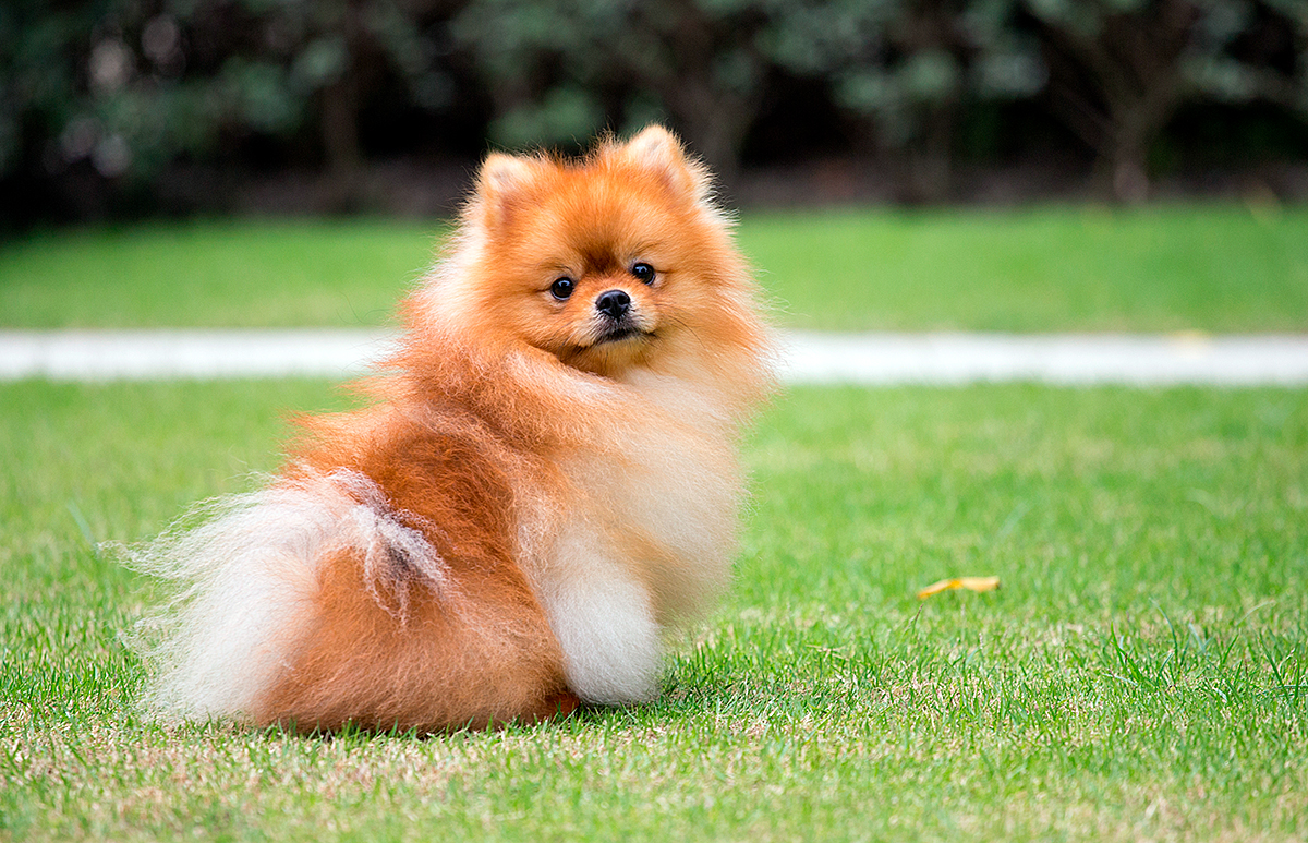 Pomerania en el jardín Pomerania en el jardín