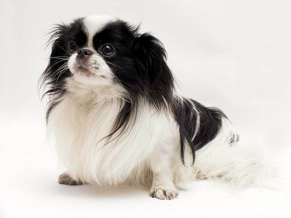 perro de raza chin japones