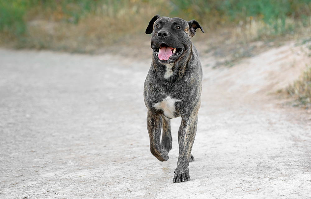 presa canario