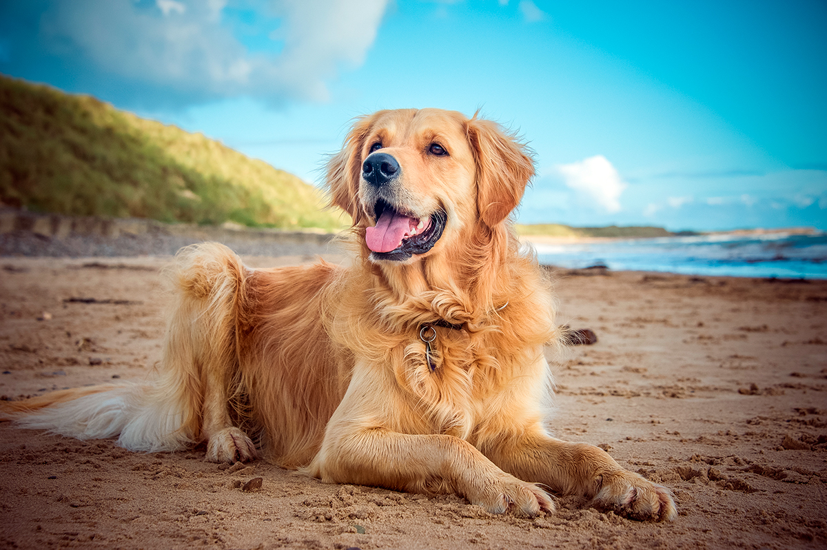 Golden Retriever