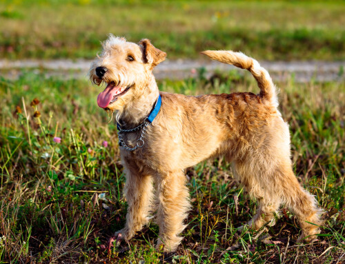 Historia de la raza Lakeland Terrier