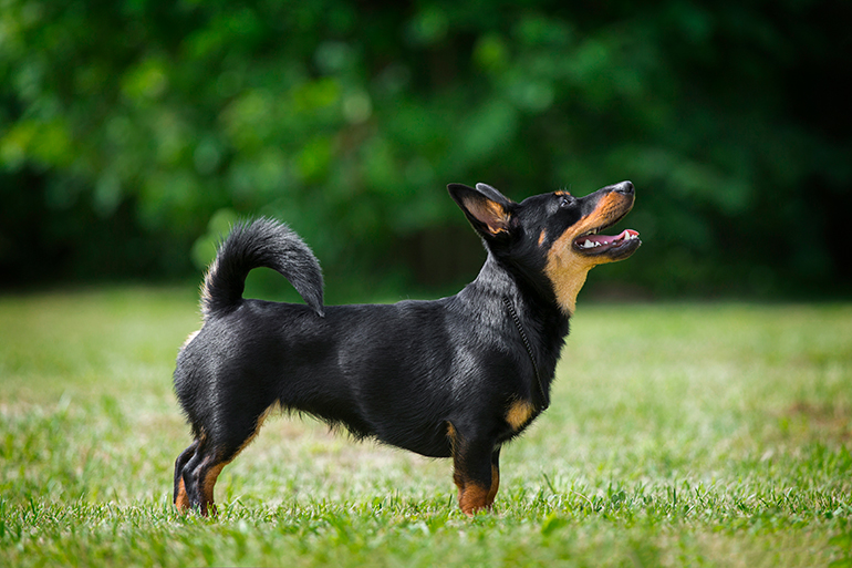 características del perro Lancashire Heeler características del perro Lancashire Heeler