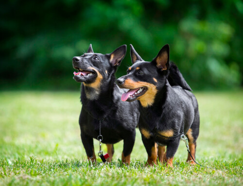 Estándar de la raza Lancashire Heeler