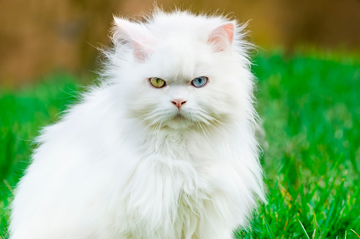 Angora turco enfadado